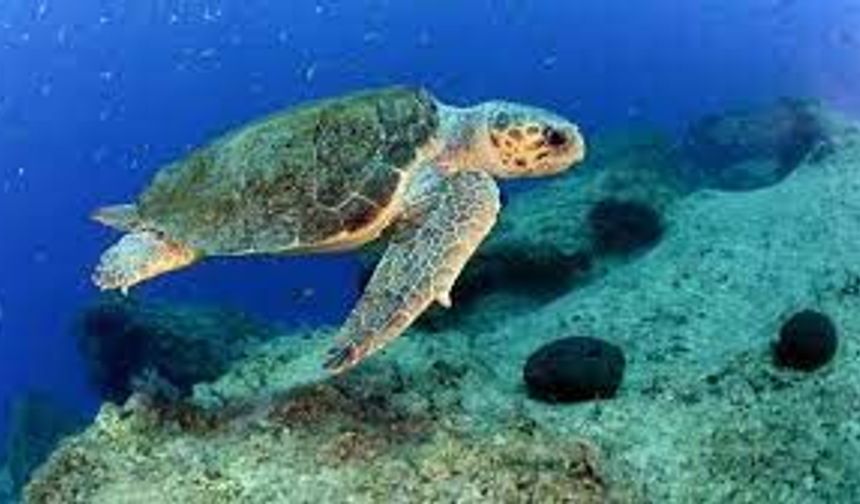 Caretta carettalar, Antalya Körfezi'ni koruyor
