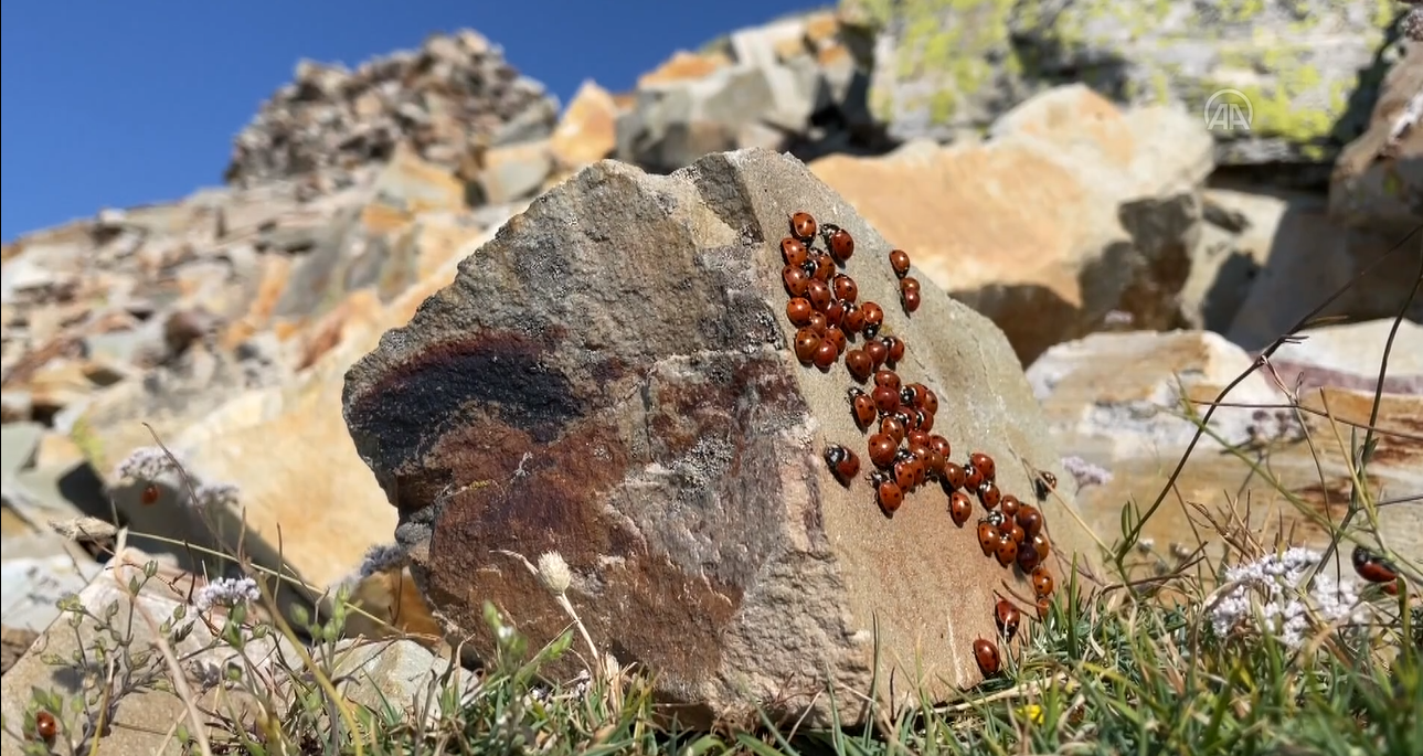 Bulutların üstündeki tepe uğur böceği meraklılarını ağırlıyor 1
