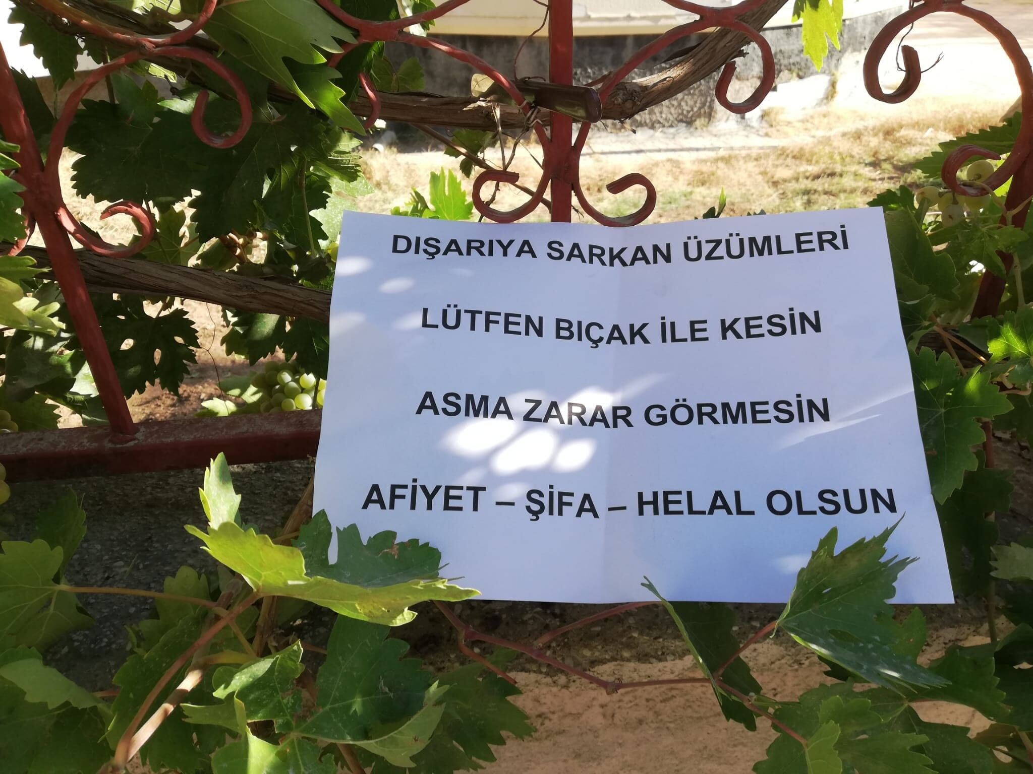 AW706786_01